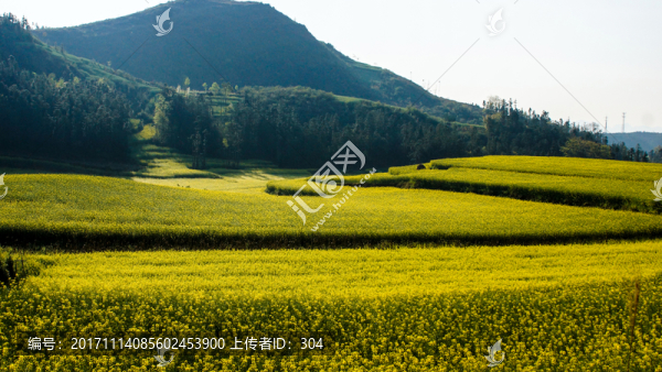 油菜花