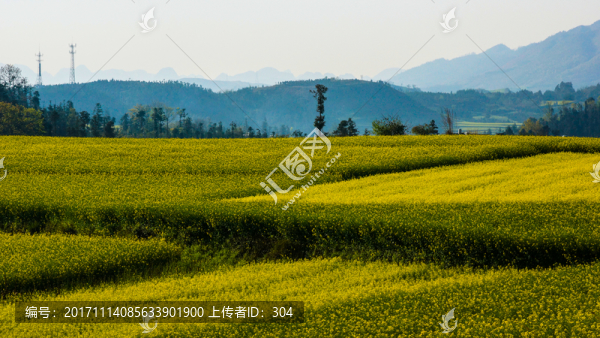 油菜花