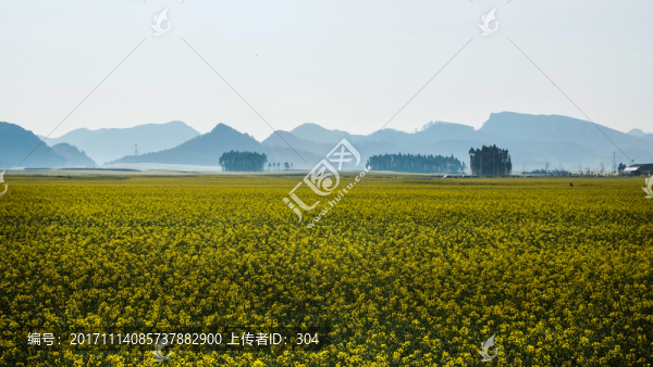 油菜花