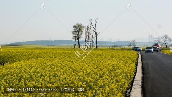 油菜花