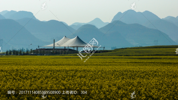 油菜花