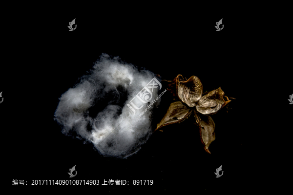 棉花,棉桃