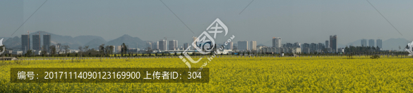 油菜花