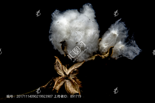 棉花