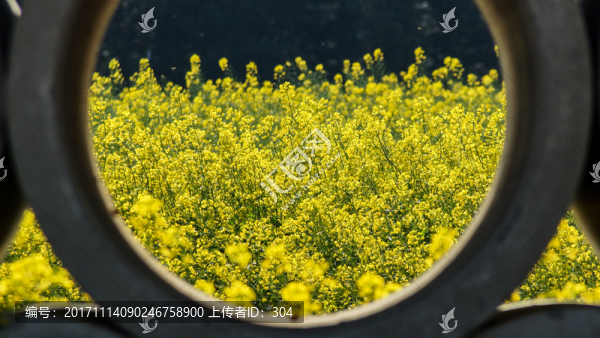 油菜花