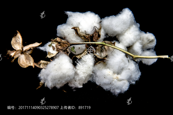 棉花