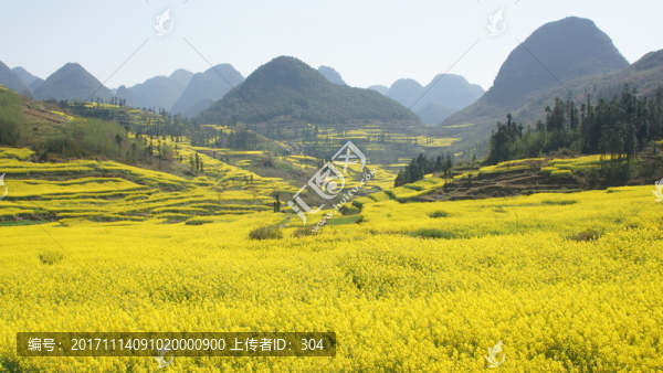 油菜花