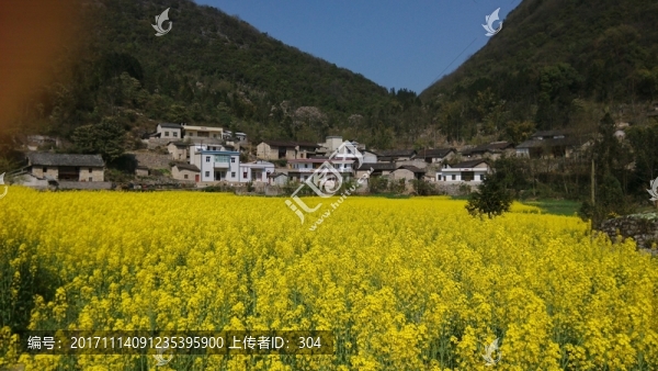 油菜花