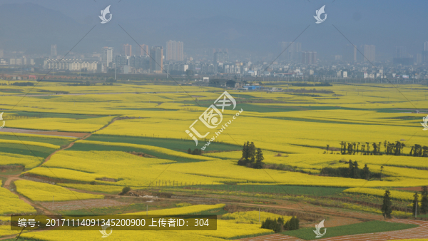 油菜花