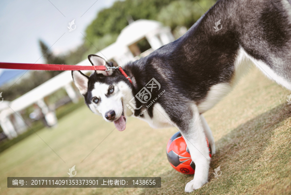 狗