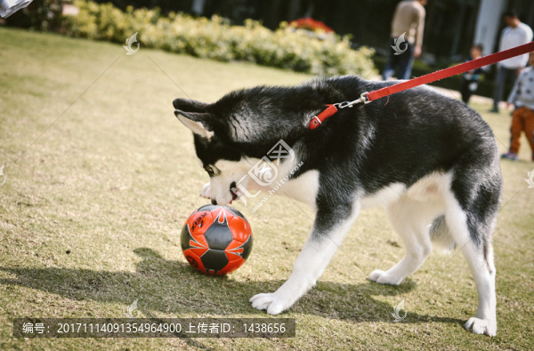 狗