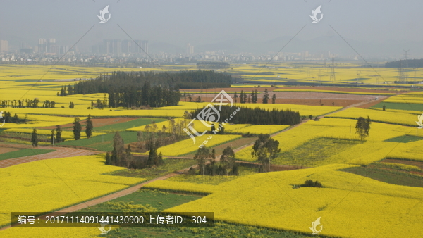 油菜花