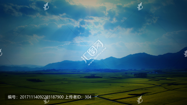 油菜花