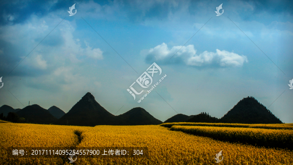 油菜花