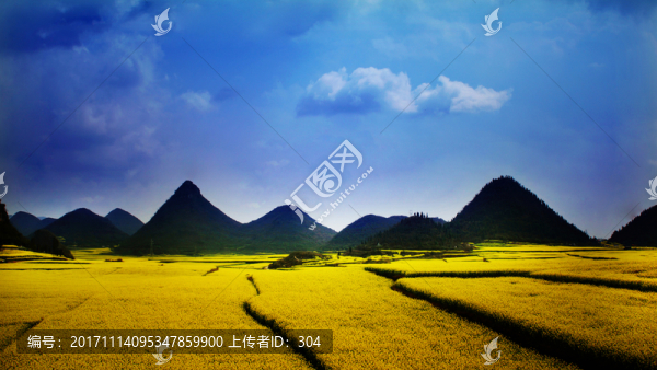 油菜花