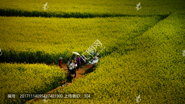 油菜花