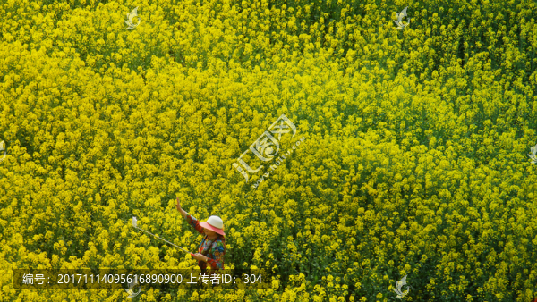 油菜花