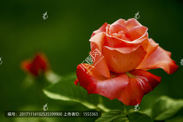 香水月季