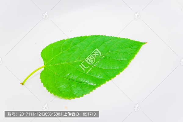 葉脈,樹葉特寫,一片葉子素材