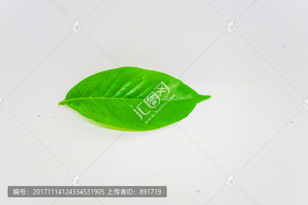 葉脈,樹葉特寫,一片葉子素材