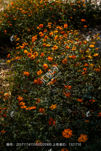 花海