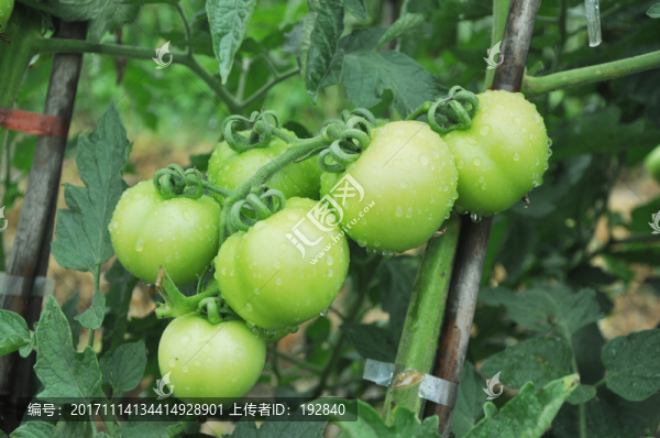 西紅柿