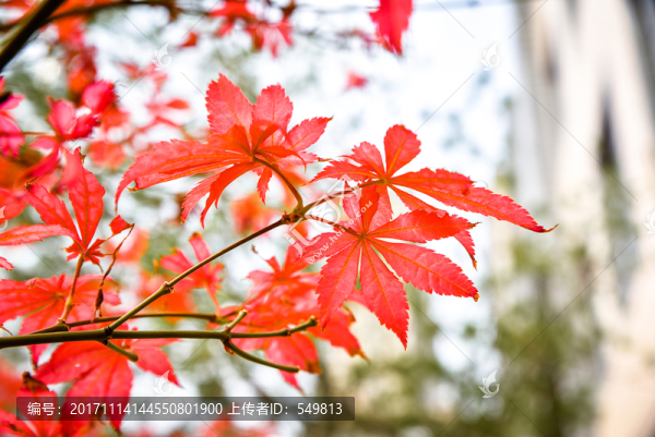 紅葉