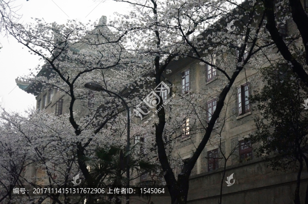 武漢大學(xué),櫻花,建筑