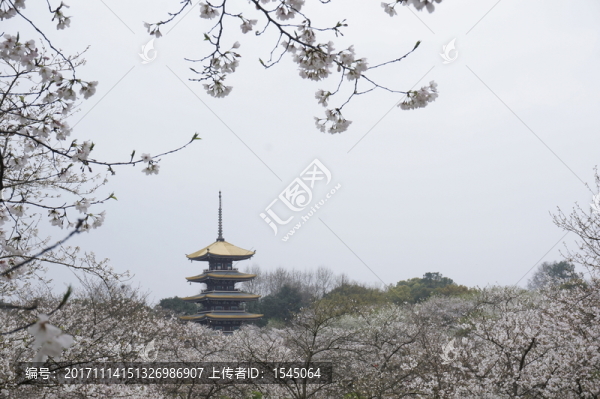 櫻花,武漢,櫻園,攝影