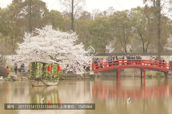 櫻花,武漢,東湖磨山,櫻園