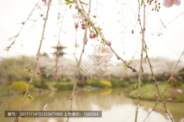 櫻花,武漢,東湖磨山,櫻園
