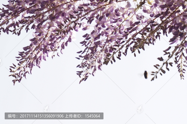 紫藤,春天,攝影