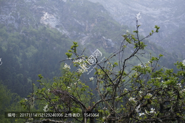 高山杜鵑,畢棚溝,風景攝影