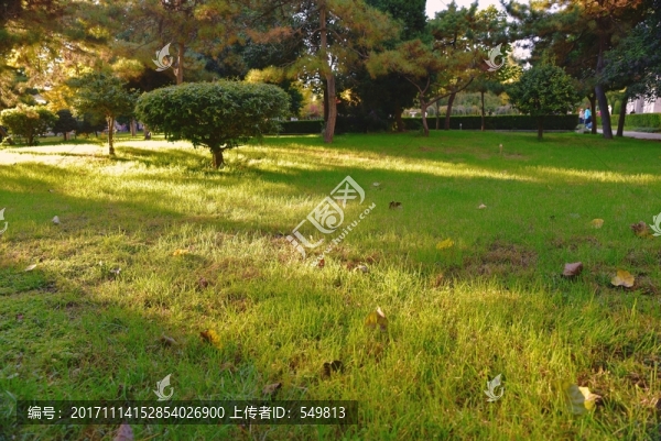 草地