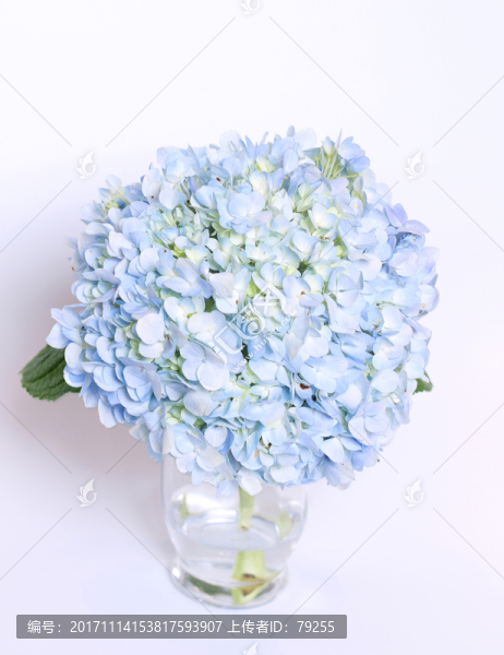 繡球花