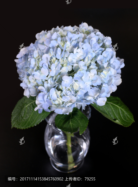 繡球花