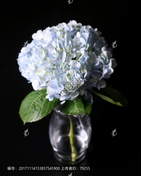 繡球花