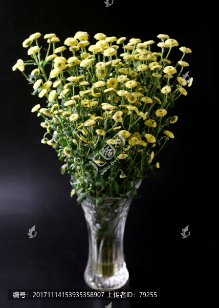 紐扣菊