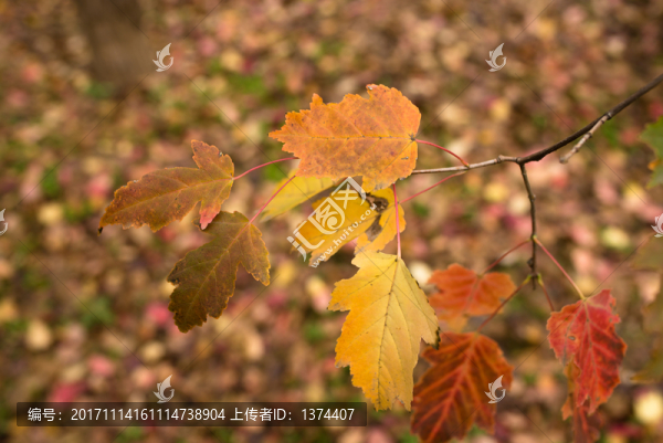 紅葉