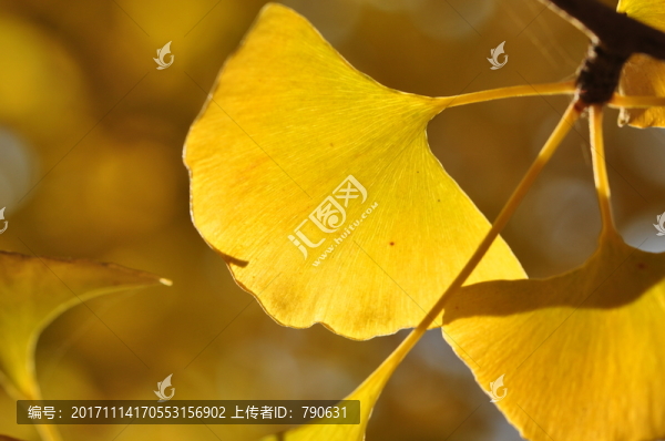 逆光下的銀杏葉