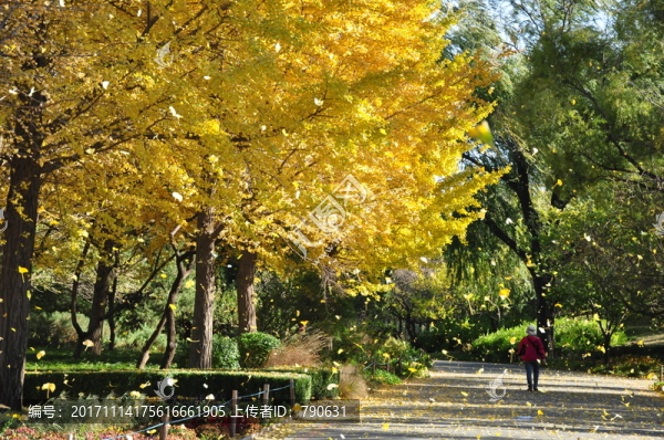 公園里的銀杏樹