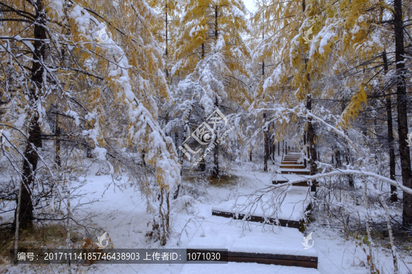 秋天瑞雪