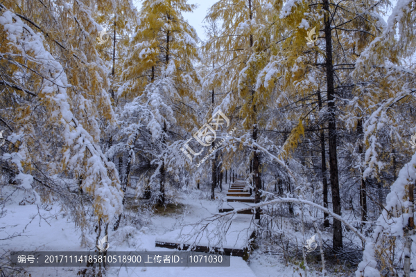 秋天瑞雪