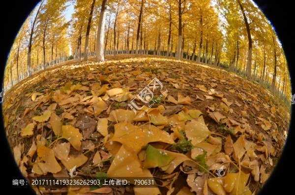 樹林中落葉鋪滿地面
