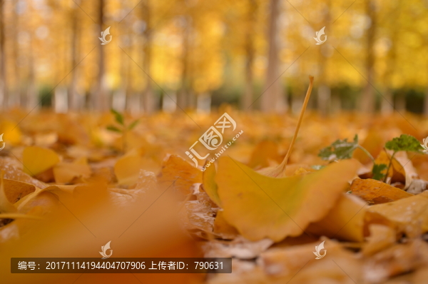 地面上的金色樹葉