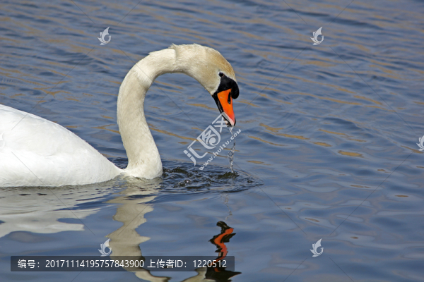 天鵝