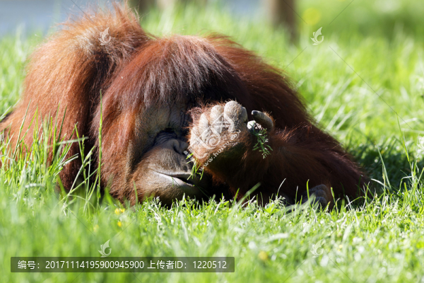 動物