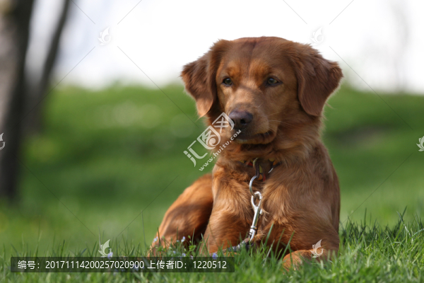 網(wǎng)絡(luò)日志本