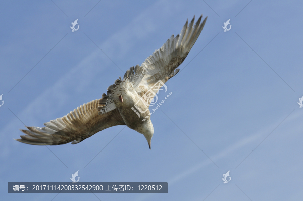 飛行
