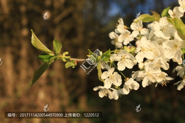 櫻花